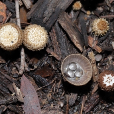 Unidentified Cup with one or more 'eggs' inside [birds nest fungi and cannonball fungus] at Brisbane City, QLD - 30 Mar 2024 by TimL