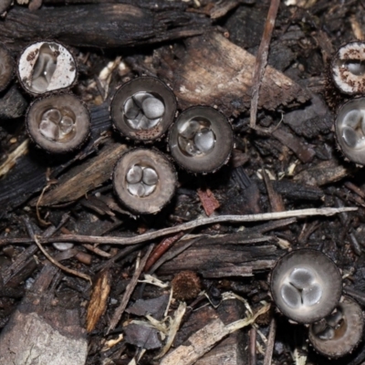 Unidentified Cup with one or more 'eggs' inside [birds nest fungi and cannonball fungus] at Brisbane City, QLD - 30 Mar 2024 by TimL