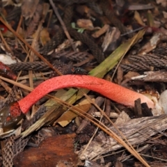Unidentified Stinkhorn, some other shape- and miscellaneous at Brisbane City Botanic Gardens - 30 Mar 2024 by TimL