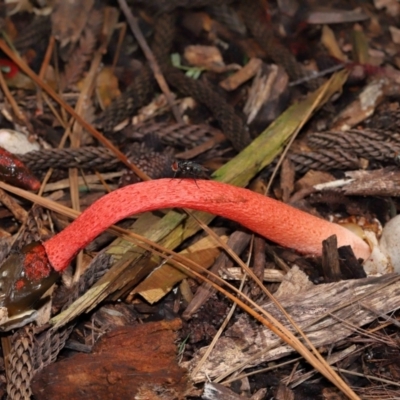 Phallus rubicundus at Brisbane City Botanic Gardens - 30 Mar 2024 by TimL