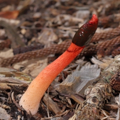 Phallus rubicundus at Brisbane City Botanic Gardens - 30 Mar 2024 by TimL