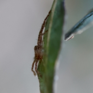 Isopeda or Isopedella sp. (genus) at Red Hill to Yarralumla Creek - 1 Apr 2024 06:12 PM