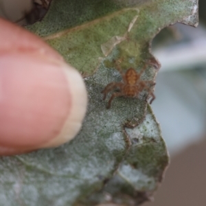 Isopeda or Isopedella sp. (genus) at Red Hill to Yarralumla Creek - 1 Apr 2024 06:12 PM