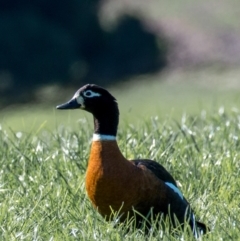 Tadorna tadornoides (Australian Shelduck) at Poowong East, VIC - 11 Sep 2019 by Petesteamer