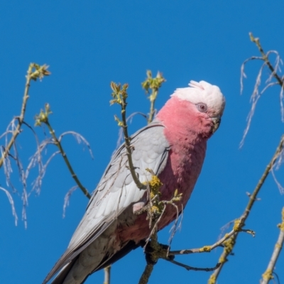 Eolophus roseicapilla (Galah) at Poowong East, VIC - 11 Sep 2019 by Petesteamer