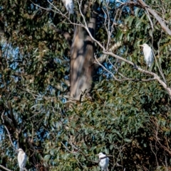 Bubulcus coromandus (Eastern Cattle Egret) at Poowong East, VIC - 11 Sep 2019 by Petesteamer