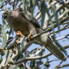 Accipiter fasciatus (Brown Goshawk) at Poowong East, VIC - 4 Dec 2018 by Petesteamer