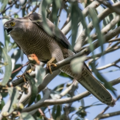 Tachyspiza fasciata (Brown Goshawk) at Poowong East, VIC - 5 Dec 2018 by Petesteamer