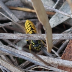 Vespula germanica (European wasp) at Red Hill to Yarralumla Creek - 6 Apr 2024 by LisaH