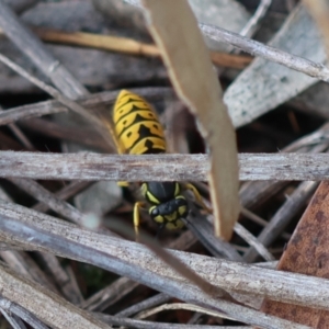 Vespula germanica at Red Hill to Yarralumla Creek - 6 Apr 2024 04:32 PM