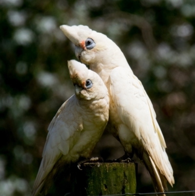 Cacatua sanguinea (Little Corella) at Poowong East, VIC - 24 Nov 2018 by Petesteamer