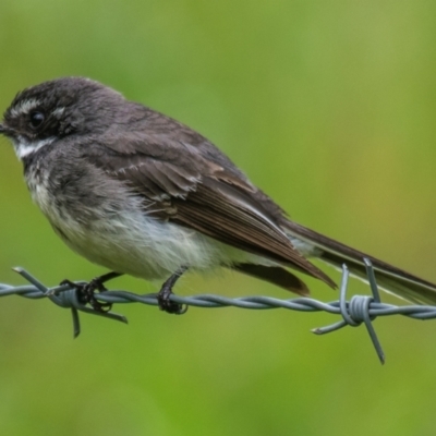 Rhipidura albiscapa (Grey Fantail) at Poowong East, VIC - 24 Nov 2018 by Petesteamer