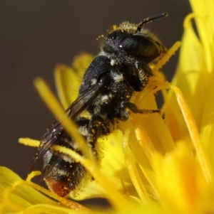 Megachile (Hackeriapis) rhodura at Red Hill to Yarralumla Creek - 6 Apr 2024