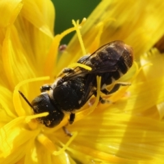 Megachile (Hackeriapis) rhodura at Red Hill to Yarralumla Creek - 6 Apr 2024