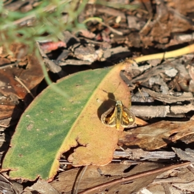 Ocybadistes walkeri (Green Grass-dart) at Hughes Grassy Woodland - 6 Apr 2024 by LisaH