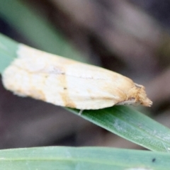 Merophyas divulsana (Lucerne Leafroller) at Hughes Grassy Woodland - 6 Apr 2024 by LisaH