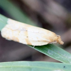 Merophyas divulsana at Hughes Grassy Woodland - 6 Apr 2024