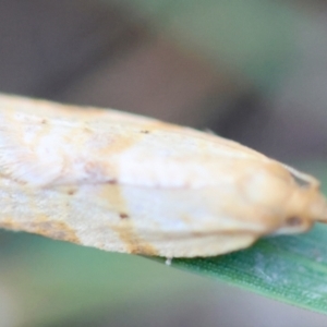 Merophyas divulsana at Hughes Grassy Woodland - 6 Apr 2024 05:15 PM