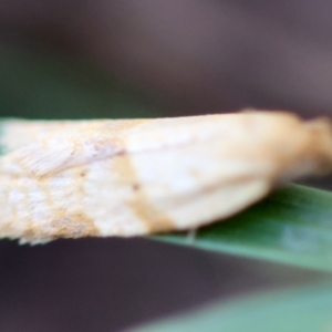 Merophyas divulsana at Hughes Grassy Woodland - 6 Apr 2024