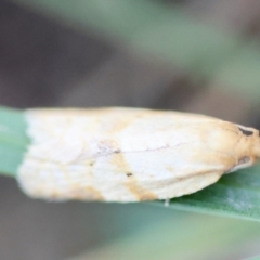 Merophyas divulsana at Hughes Grassy Woodland - 6 Apr 2024 05:15 PM