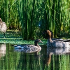 Chenonetta jubata (Australian Wood Duck) at Poowong East, VIC - 15 Nov 2018 by Petesteamer