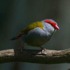 Neochmia temporalis (Red-browed Finch) at Poowong East, VIC - 15 Nov 2018 by Petesteamer
