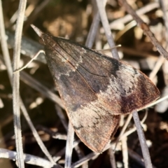 Uresiphita ornithopteralis at Red Hill to Yarralumla Creek - 6 Apr 2024