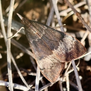 Uresiphita ornithopteralis at Red Hill to Yarralumla Creek - 6 Apr 2024