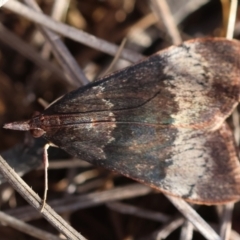 Uresiphita ornithopteralis at Red Hill to Yarralumla Creek - 6 Apr 2024