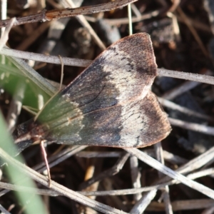 Uresiphita ornithopteralis at Red Hill to Yarralumla Creek - 6 Apr 2024