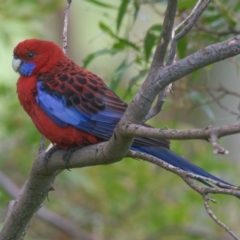 Platycercus elegans (Crimson Rosella) at Strzelecki, VIC - 30 Oct 2018 by Petesteamer