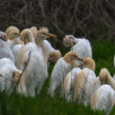 Bubulcus coromandus (Eastern Cattle Egret) at Poowong North, VIC - 4 Oct 2018 by Petesteamer