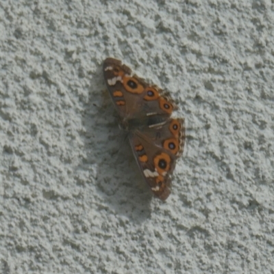 Junonia villida (Meadow Argus) at Lyons, ACT - 5 Apr 2024 by ran452