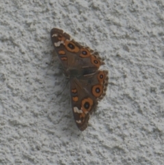 Junonia villida at Lyons, ACT - 6 Apr 2024 09:47 AM