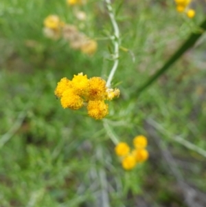 Chrysocephalum semipapposum at Kowen Escarpment - suppressed