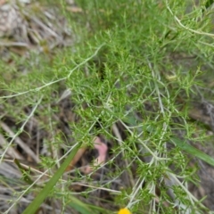 Chrysocephalum semipapposum at Kowen Escarpment - suppressed