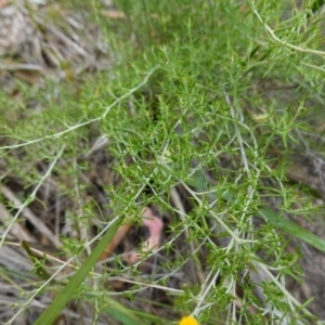 Chrysocephalum semipapposum at Kowen Escarpment - 15 Feb 2024