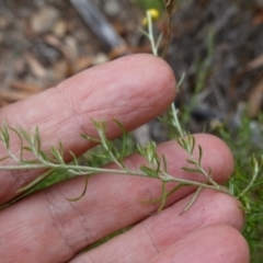 Chrysocephalum semipapposum at Kowen Escarpment - suppressed