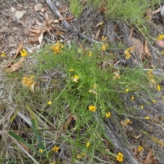 Chrysocephalum semipapposum at Kowen Escarpment - suppressed