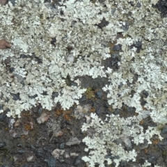 Unidentified Lichen at Bicentennial Park - 6 Apr 2024 by Paul4K