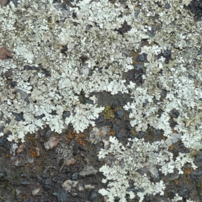 Unidentified Lichen at Queanbeyan West, NSW - 6 Apr 2024 by Paul4K