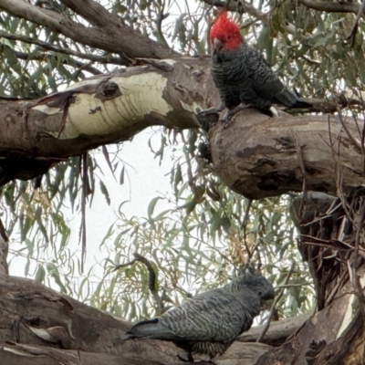 Callocephalon fimbriatum (Gang-gang Cockatoo) at Mount Majura - 6 Apr 2024 by Louisab