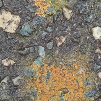Unverified Lichen, Moss or other Bryophyte at QPRC LGA - 7 Apr 2024 by Paul4K