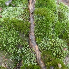 Unverified Lichen, Moss or other Bryophyte at QPRC LGA - 7 Apr 2024 by Paul4K