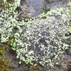 Unverified Lichen, Moss or other Bryophyte at QPRC LGA - 7 Apr 2024 by Paul4K