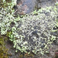 Unidentified Lichen, Moss or other Bryophyte at Queanbeyan West, NSW - 6 Apr 2024 by Paul4K