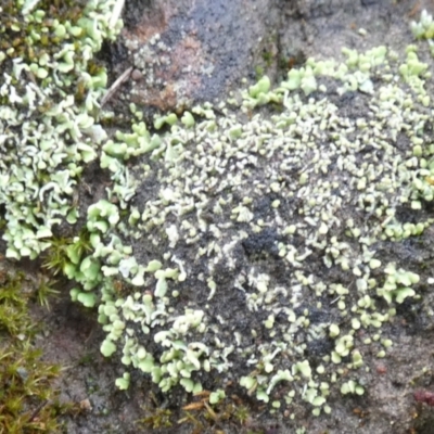Unidentified Lichen, Moss or other Bryophyte at Bicentennial Park - 6 Apr 2024 by Paul4K