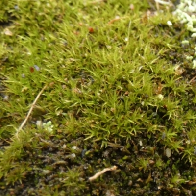 Unidentified Lichen, Moss or other Bryophyte at Queanbeyan West, NSW - 6 Apr 2024 by Paul4K