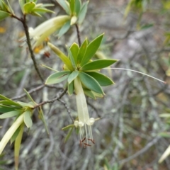 Styphelia triflora (Five-corners) at Kowen Escarpment - 15 Feb 2024 by RobG1
