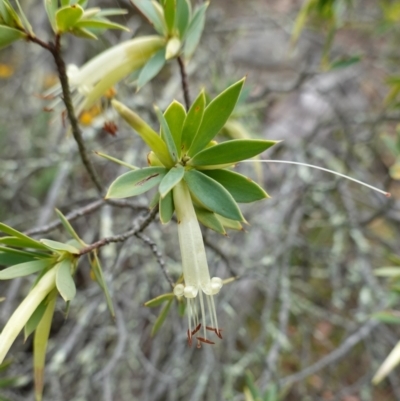 Styphelia triflora (Five-corners) at Canberra Airport, ACT - 15 Feb 2024 by RobG1